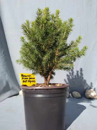 PREBONSÁI PICEA GLAUCA. REF PGL025