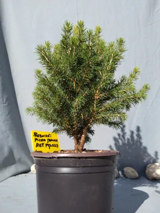 PREBONSÁI PICEA GLAUCA. REF PGL025