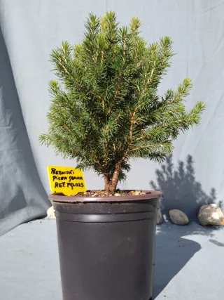 PREBONSÁI PICEA GLAUCA. REF PGL025