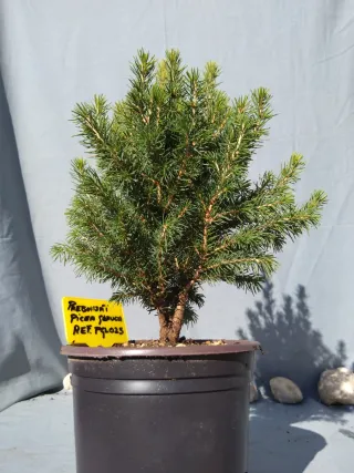 PREBONSÁI PICEA GLAUCA. REF PGL025