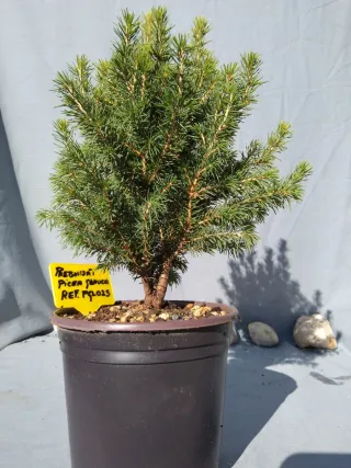 PREBONSÁI PICEA GLAUCA. REF PGL025