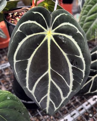 Anthurium carlablackie (RA5 x RA10) x open