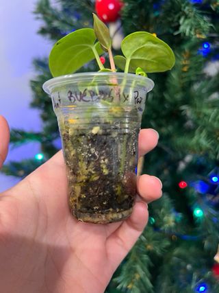 Anthurium antolakii BVEP OG1 x papi lago gatun