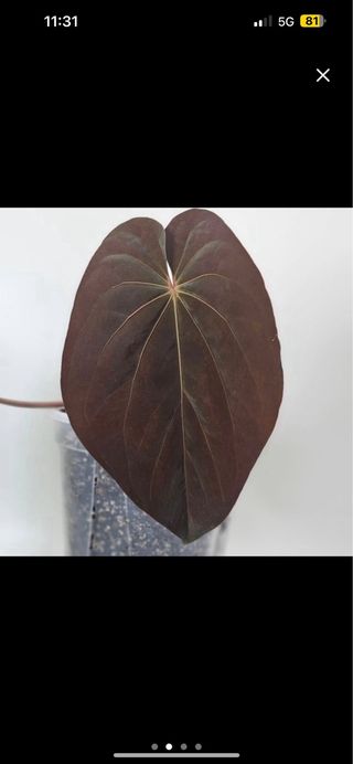 Anthurium antolakii BVEP OG1 x papi lago gatun