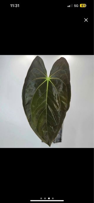 Anthurium antolakii BVEP OG1 x papi lago gatun