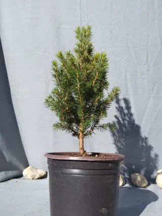PICEA GLAUCA