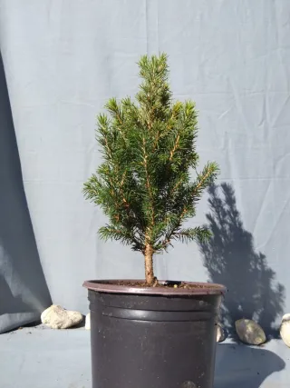 PICEA GLAUCA