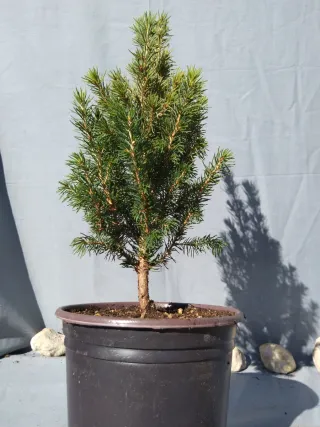 PICEA GLAUCA