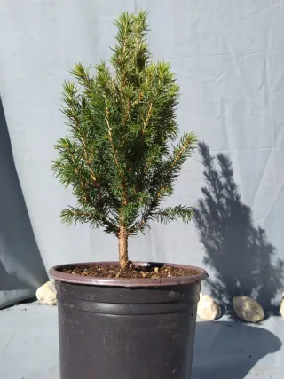 PICEA GLAUCA