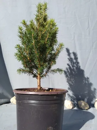 PICEA GLAUCA