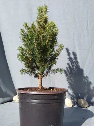 PICEA GLAUCA