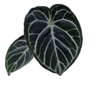 Anthurium silver blush x Michelle
