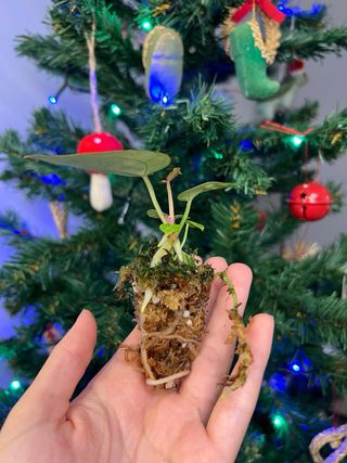 Anthurium silver blush x Michelle