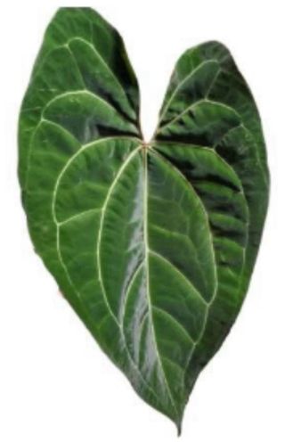 Anthurium dark mama x aos (df x gf)