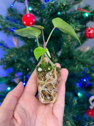 Anthurium (kos x forgetii) x aos (df x gf)