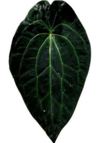 Anthurium (kos x forgetii) x aos (df x gf)