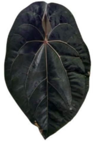 Anthurium (kos x forgetii) x aos (df x gf)