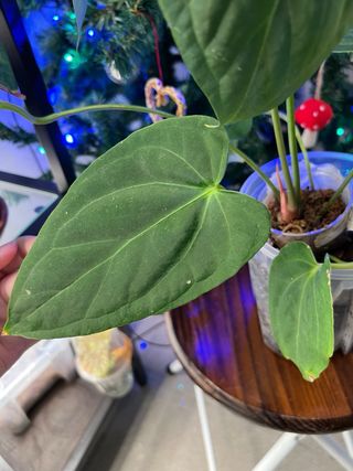 Anthurium crystal hope x papi