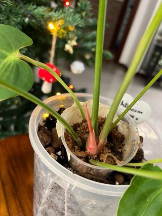 Anthurium crystal hope x papi