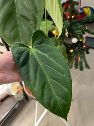 Anthurium crystal hope x papi