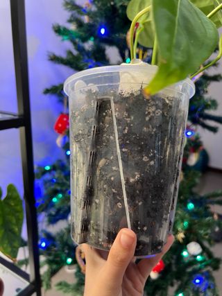 Anthurium crystal hope x papi