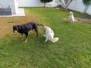 Residencia y Guía Canina - Chiclana