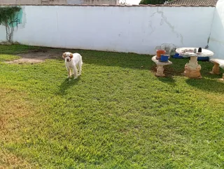 Residencia y Guía Canina - Chiclana