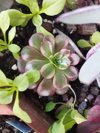 Aeonium Ana variegado colección