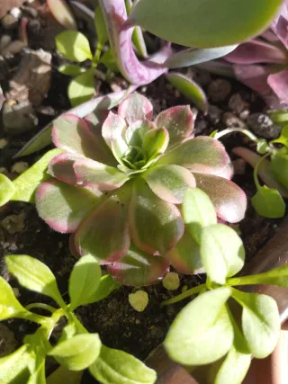 Aeonium Ana variegado colección