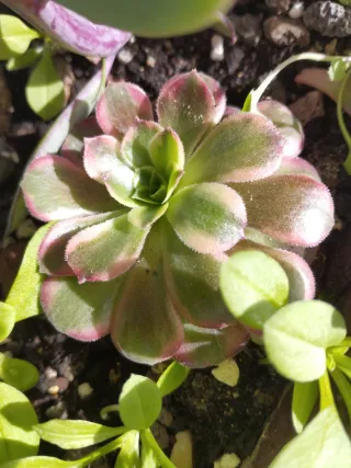 Aeonium Ana variegado colección