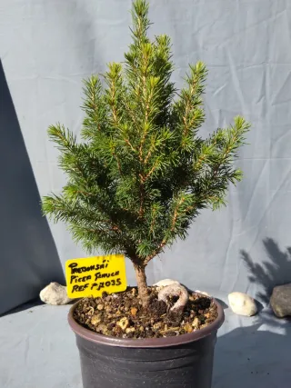 PREBONSÁI PICEA GLAUCA. REF PGL035