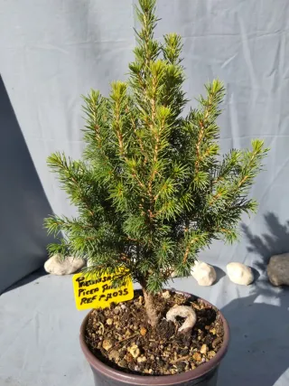 PREBONSÁI PICEA GLAUCA. REF PGL035