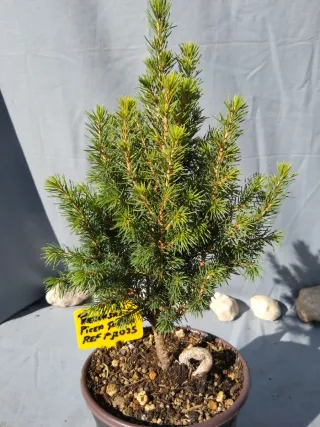 PREBONSÁI PICEA GLAUCA. REF PGL035