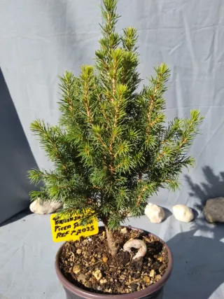 PREBONSÁI PICEA GLAUCA. REF PGL035