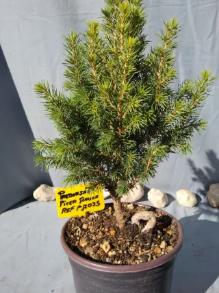 PREBONSÁI PICEA GLAUCA. REF PGL035