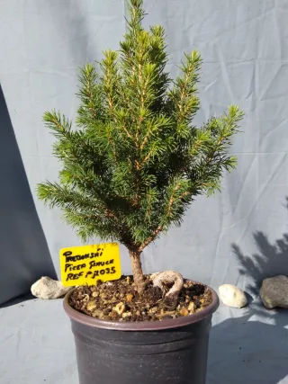 PREBONSÁI PICEA GLAUCA. REF PGL035