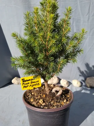 PREBONSÁI PICEA GLAUCA. REF PGL035