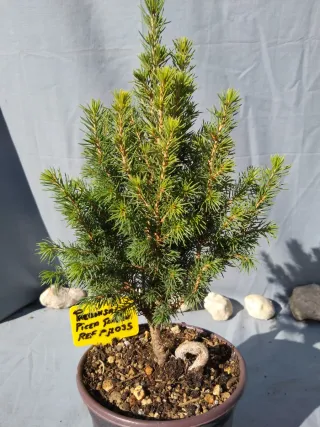PREBONSÁI PICEA GLAUCA. REF PGL035