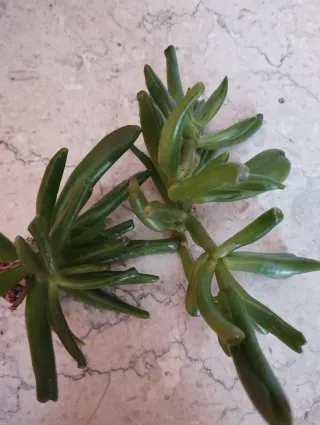 Talea di Crassula Hobbit