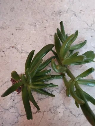 Talea di Crassula Hobbit