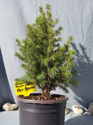 PREBONSÁI PICEA GLAUCA. REF. PGL040