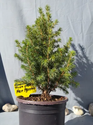 PREBONSÁI PICEA GLAUCA. REF. PGL040