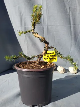 PREBONSÁI PICEA GLAUCA. REF PGL045