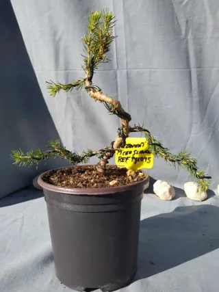 PREBONSÁI PICEA GLAUCA. REF PGL045