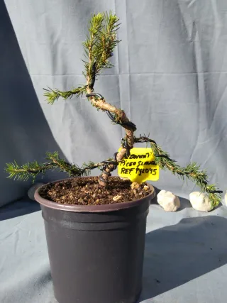 PREBONSÁI PICEA GLAUCA. REF PGL045