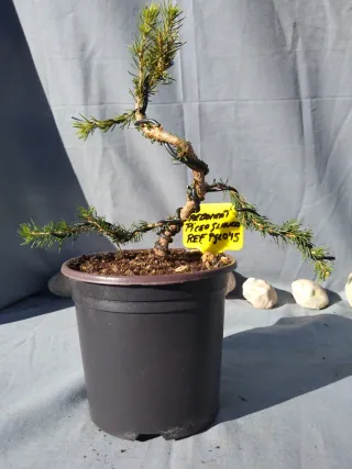 PREBONSÁI PICEA GLAUCA. REF PGL045