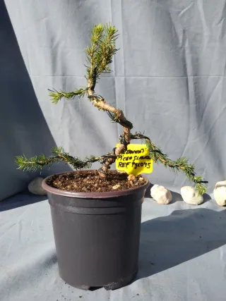 PREBONSÁI PICEA GLAUCA. REF PGL045