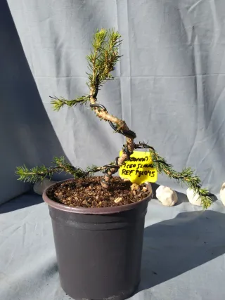 PREBONSÁI PICEA GLAUCA. REF PGL045