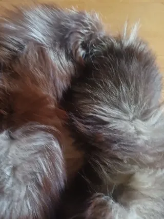 2 bufandas de cuello de pelo