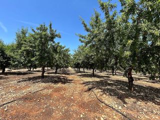 Terreno en venta en Torreblanca